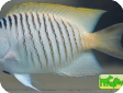Genicanthus melanospilos 