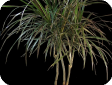 Dracaena