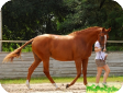 Бельгийская теплокровная (Belgian Warmblood)