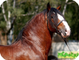 Русская тяжеловозная (Russian Heavy Draught Horse) 
