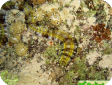 Synapta maculata