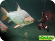Semaprochilodus insignis