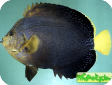 Chaetodontoplus chrysocephalus 