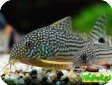 Corydoras julii