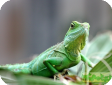 Physignathus cocincinus
