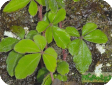 Tetrastigma (Vitis)