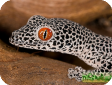 Gekko gecko