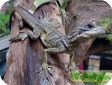 Hydrosaurus weberi