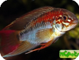 Apistogramma macmasteri