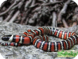 Lampropeltis zonata