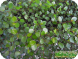 Muehlenbeckia