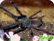 Ephebopus uatuman 