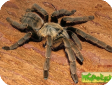 Haplopelma schmidti  