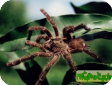 Avicularia laeta