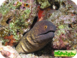 Gymnothorax flavimarginatus 