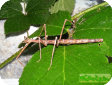 Baculum extradentatum (Аннамский палочник)