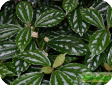 Pilea