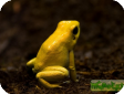Phyllobates