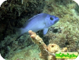 Hypoplectrus gemma 