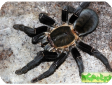 Haplopelma minax