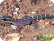 Oedura monilis