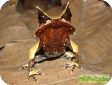 Megophrys nasuta