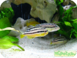 Pseudotropheus auratus