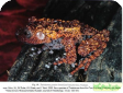 Theloderma gordoni