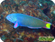Thalassoma lunare