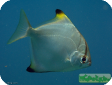 Monodactylus argenteus