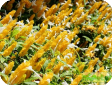 Pachystachys