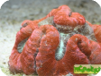 Trachyphyllia geoffroyi 