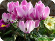 Cyclamen