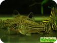 Corydoras trilineatus 