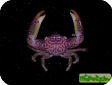 Trapezia sp. 