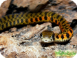 Rhabdophis tigrinus