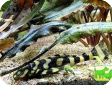 Dekeyseria pulchra