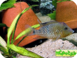 Geophagus steindachneri