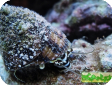 Trochus virgatus 