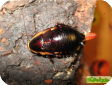 Eurycotis opaca