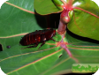 Eurycotis floridana (Марципановый таракан)
