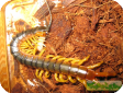 Ethmostigmus trigonopodus