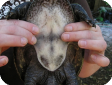 Apalone ferox