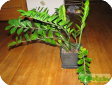 Zamioculcas zamiifolia Engl.