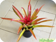 Neoregelia