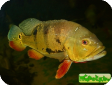 Cichla ocellaris