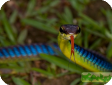 Dendrelaphis cyanochloris