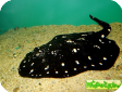 Potamotrygon henlei