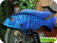 Sciaenochromis ahli
