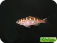 Serranus tortugarum 